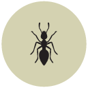 ant Flat Round Icon