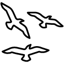 birds line Icon