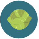 cabbage Flat Round Icon