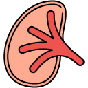 Kidney filled outline icon