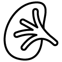 kidney line icon