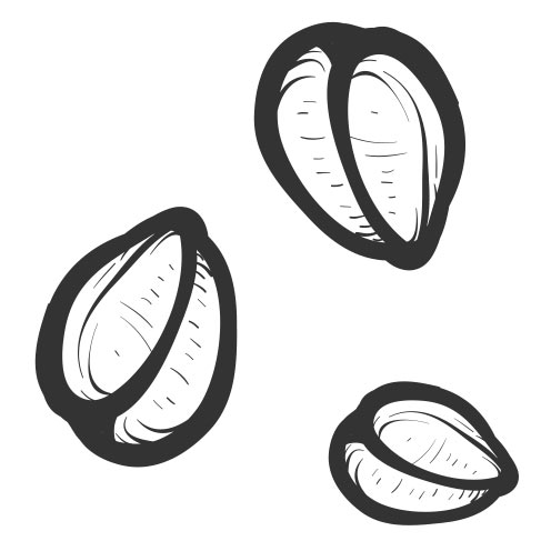 Vector-Illustration-acorns