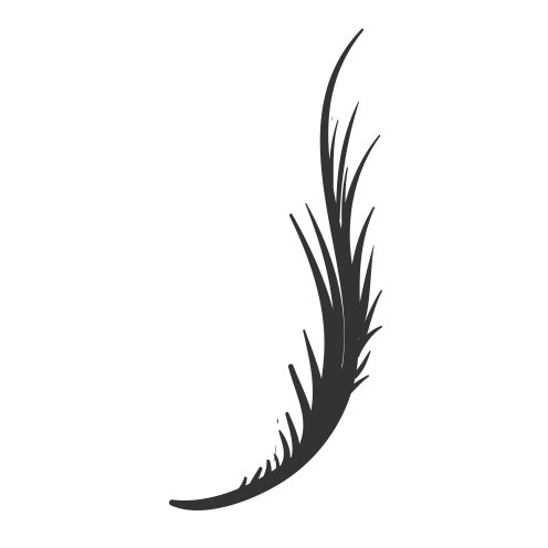 Vector-Illustration-add-on-feather