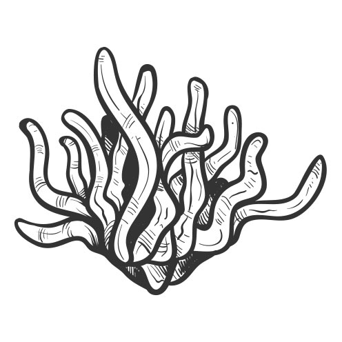 Vector-Illustration-coral-2