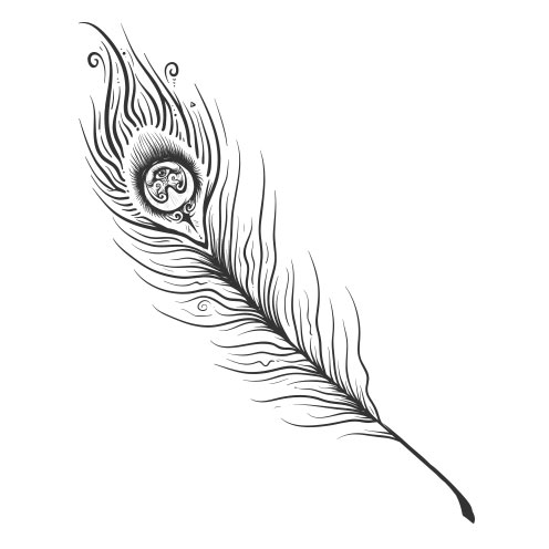 Vector-Illustration-feather