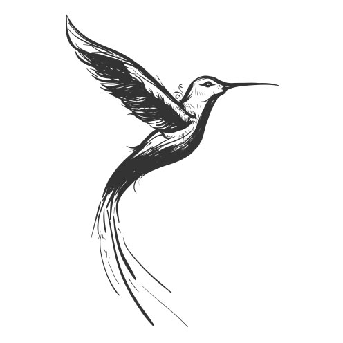 Vector-Illustration-humming-bird