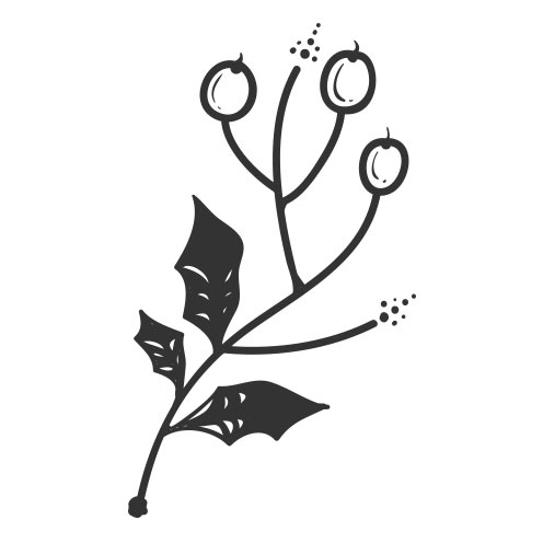 Vector-Illustration-mistletoe