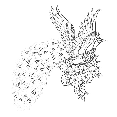 Vector-Illustration-peacock