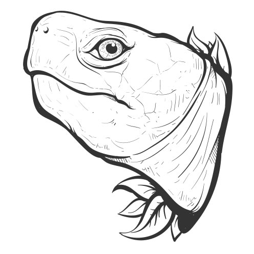 Vector-Illustration-sea-turtle