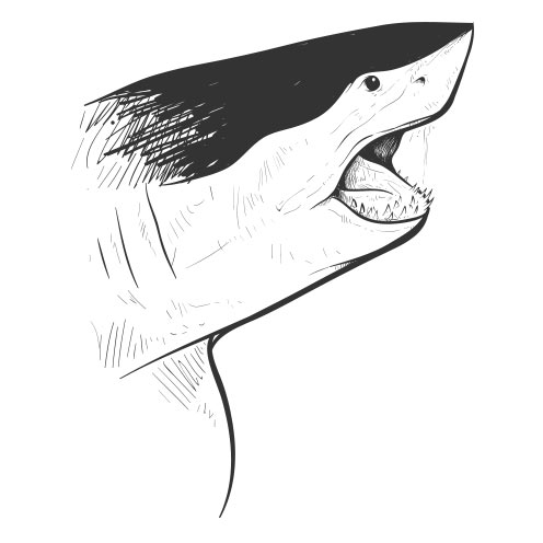 Vector-Illustration-shark