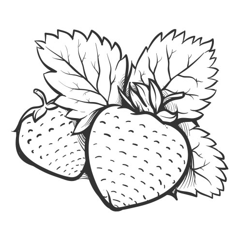 Vector-Illustration-strawberries