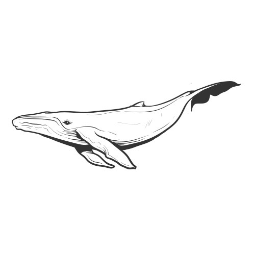 Vector-Illustration-whale