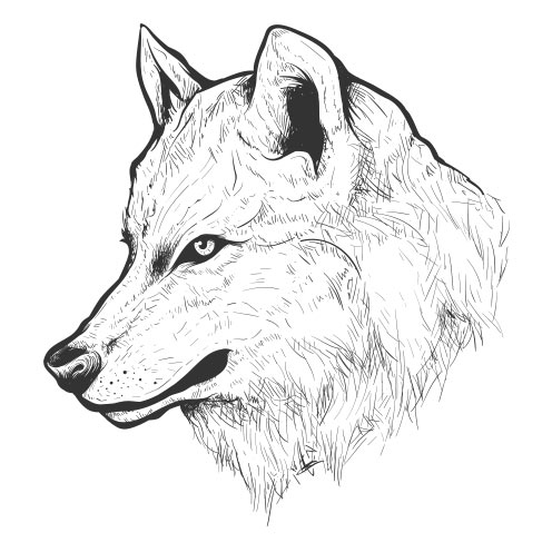 Vector-Illustration-wolf